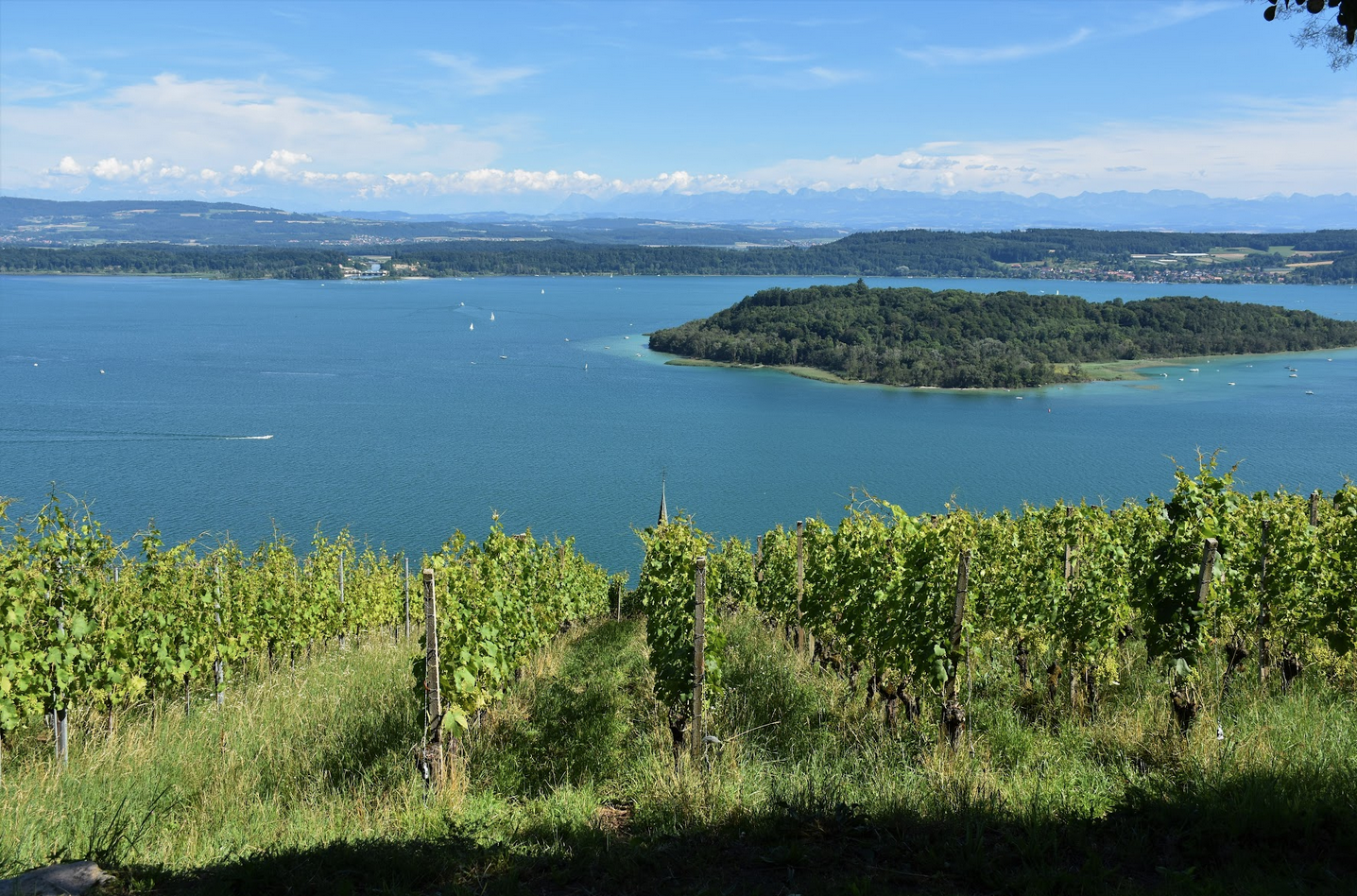 View from the Festigut winery on the vineyard, Lake Biel and the foothills of the Alps in the background. Photo by Flavia Luz.